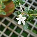 Serissa japonica Flor