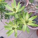 Leucadendron laureolum പുഷ്പം