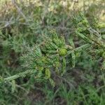 Cylindropuntia leptocaulis Φύλλο