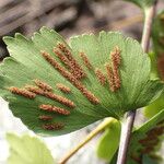 Asplenium stuhlmannii Leaf