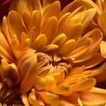 Calendula officinalisফুল