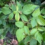 Rubus bertramii Blad