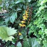 Ligularia stenocephala Flor