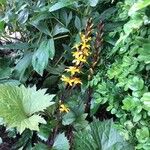 Ligularia stenocephala Цветок