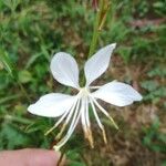 Gaura lindheimeriFlower