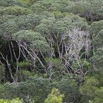 Nothofagus baumanniae Habitus