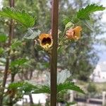Scrophularia trifoliata Fula