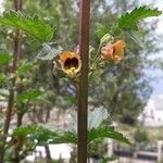 Scrophularia trifoliata Flower