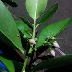 Ardisia elliptica Лист