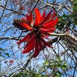 Erythrina variegata Flor