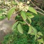 Clethra delavayi Leaf