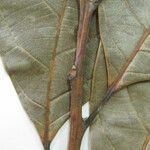 Nectandra pulverulenta Muu