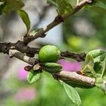 Prunus prostrata Frucht