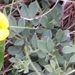 Lotus parviflorus 葉