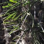 Didierea madagascariensis Leaf