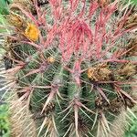 Ferocactus pilosus Ліст