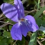 Viola hirta Flor