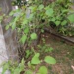 Tetradenia riparia 葉