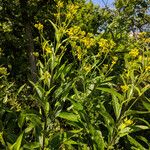 Sisymbrium strictissimum Žiedas