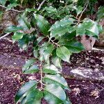 Alangium chinense 葉