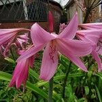 Crinum × powellii ফুল