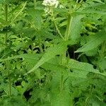 Eupatorium perfoliatum Blad