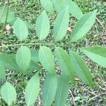 Lonchocarpus parviflorus ഇല