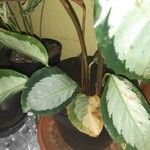 Calathea picturata Lehti