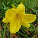 Hemerocallis minor Flower