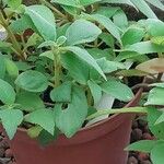 Kohleria hirsuta Leaf