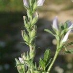 Ononis pinnata Other