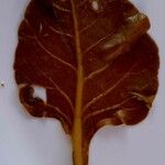 Montia fontana Leaf