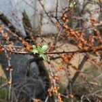 Ilex decidua Blad