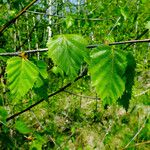 Betula papyrifera पत्ता