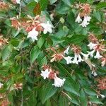 Abelia x grandiflora Leaf