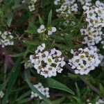 Lobularia maritima Çiçek