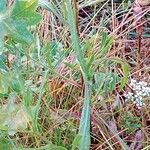 Centaurea paniculata Levél