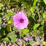 Ipomoea setifera Кветка