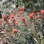 Castilleja miniata Flor