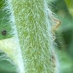 Astragalus alopecurus Corteccia
