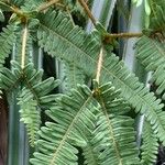Sticherus squamulosus Hoja