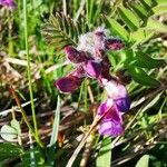 Oxytropis jacquinii Hábito