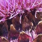 Cynara cardunculusBlüte