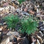 Lycopodium dendroideum Foglia