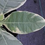 Nicotiana tomentosa Blad