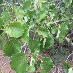 Ficus abutilifolia Leaf