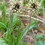 Plantago atrata Anders