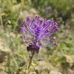 Muscari comosum Fleur