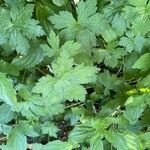 Geranium × oxonianum Leaf