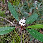 Psychotria leratii आदत